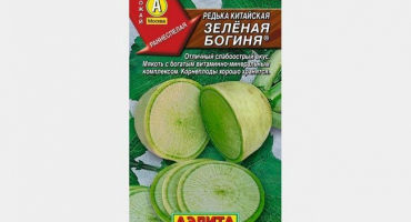 Vlastnosti pěstování zelené ředkvičky v otevřeném poli